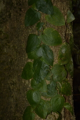 Pothos armatus
