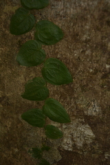 Pothos armatus