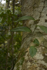 Pothos armatus