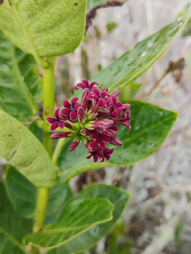 Ruehssia caatingae