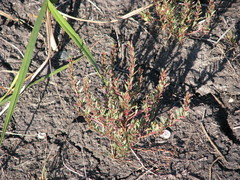 Lythrum tribracteatum