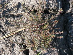 Lythrum tribracteatum