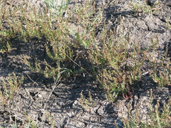 Lythrum tribracteatum