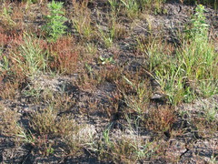 Lythrum tribracteatum