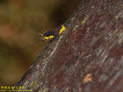 Gynautocera rubriscutellata