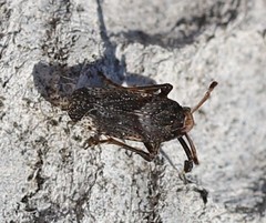 Asiraca