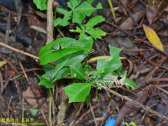 Papilio castor formosanus
