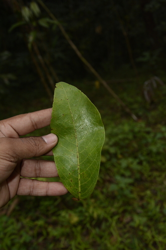 Image of Bitter Nutmeg (Myristica beddomei) by (c) Siddarth Machado, some rights reserved (CC BY)