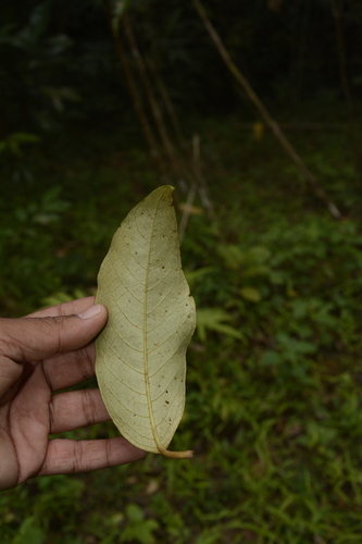 Image of Bitter Nutmeg (Myristica beddomei) by (c) Siddarth Machado, some rights reserved (CC BY)