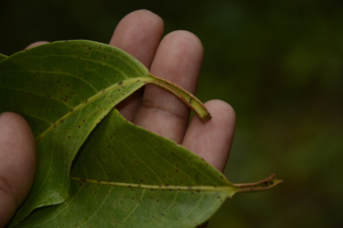 Image of Bitter Nutmeg (Myristica beddomei) by (c) Siddarth Machado, some rights reserved (CC BY)