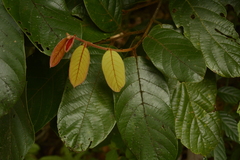 Cryptocarya anamalayana