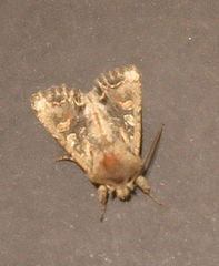 Ichneutica skelloni