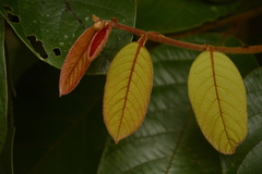Cryptocarya anamalayana