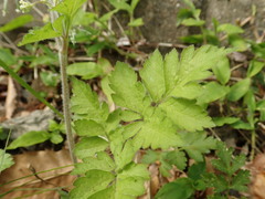 Osmorhiza aristata