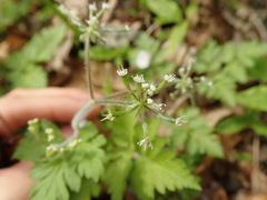 Osmorhiza aristata