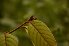 Cryptocarya anamalayana