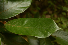 Cryptocarya anamalayana