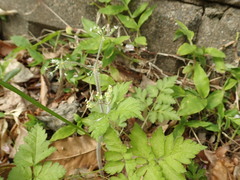 Osmorhiza aristata