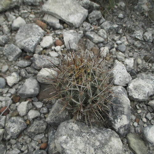 Sclerocactus scheerii