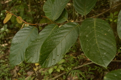 Cryptocarya anamalayana