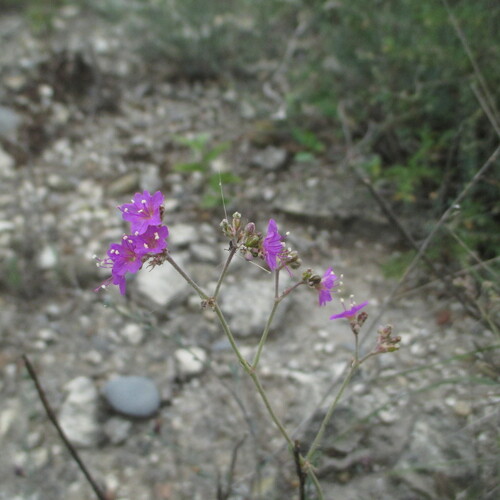 Boerhavia anisophylla