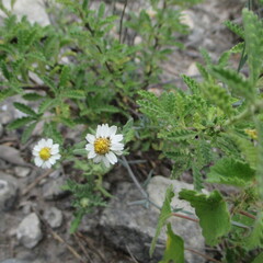 Melampodium cinereum, photograph (c) Ricardo Jaimes-López, some rights reserved (CC BY)