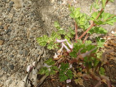 Corydalis incisa