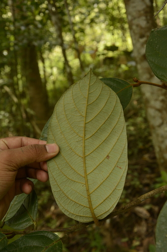 Image of Cryptocarya Anamalayana (Cryptocarya anamalayana) by (c) Siddarth Machado, some rights reserved (CC BY)