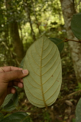 Cryptocarya anamalayana