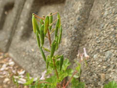Corydalis incisa