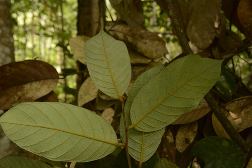 Image of Cryptocarya Anamalayana (Cryptocarya anamalayana) by (c) Siddarth Machado, some rights reserved (CC BY)