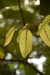 Cryptocarya anamalayana