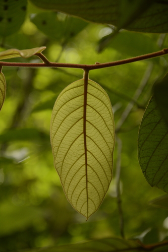 Image of Cryptocarya Anamalayana (Cryptocarya anamalayana) by (c) Siddarth Machado, some rights reserved (CC BY)
