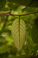 Cryptocarya anamalayana