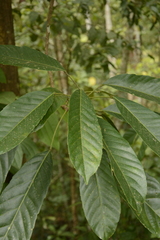 Paracroton pendulus zeylanicus