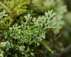 Hymenophyllum australe