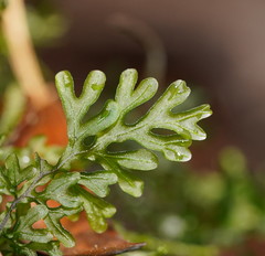 Hymenophyllum australe