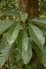 Paracroton pendulus zeylanicus