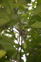 Paracroton pendulus zeylanicus