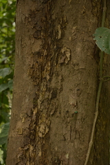 Paracroton pendulus zeylanicus