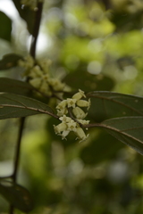 Elaeagnus latifolia