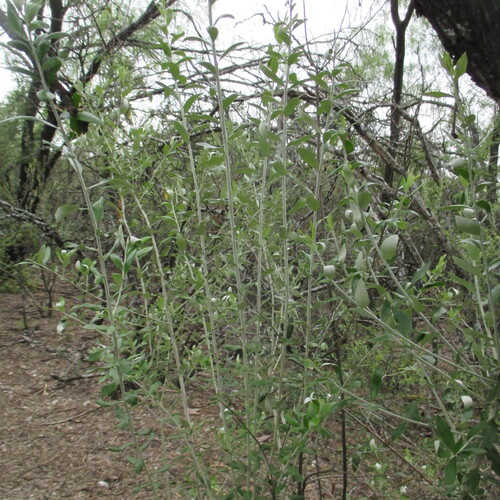 Nahuatlea hypoleuca