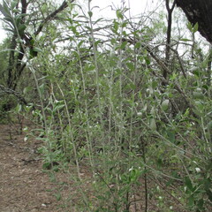 Nahuatlea hypoleuca
