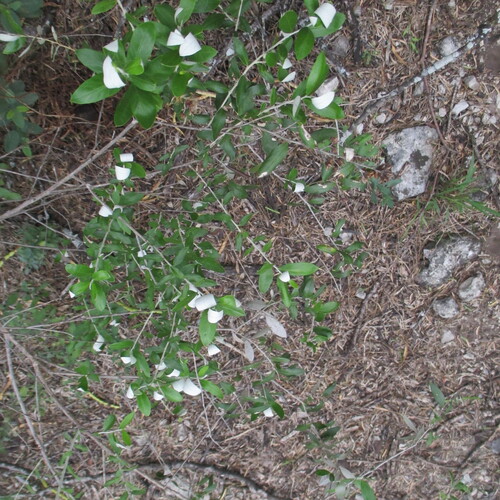 Nahuatlea hypoleuca, photograph 3