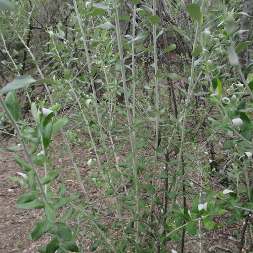 Nahuatlea hypoleuca, photograph 2