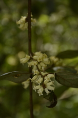 Elaeagnus latifolia