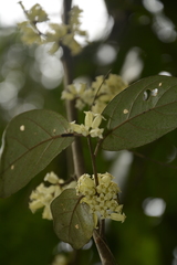 Elaeagnus latifolia
