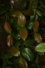 Garcinia morella