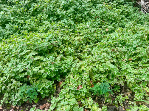 Coleus, 2026-05-16