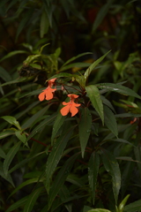 Impatiens verticillata